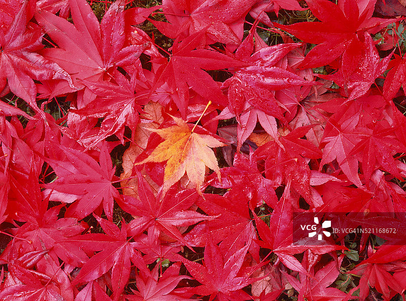 铺满红色日本枫叶上的黄叶图片素材