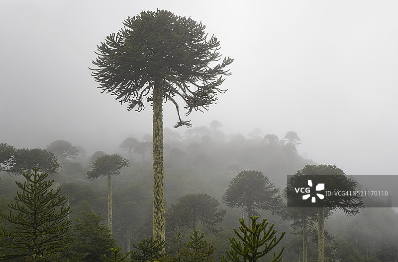 维利亚里卡国家公园图片素材