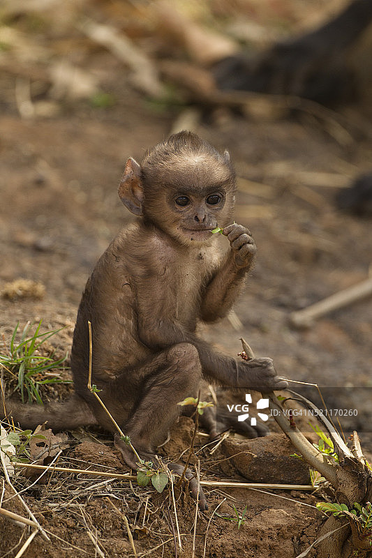 哈努曼叶猴宝宝图片素材