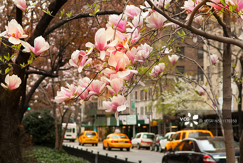 春天鲜花盛开图片素材