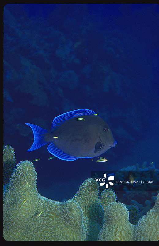 蓝唐王鱼图片素材