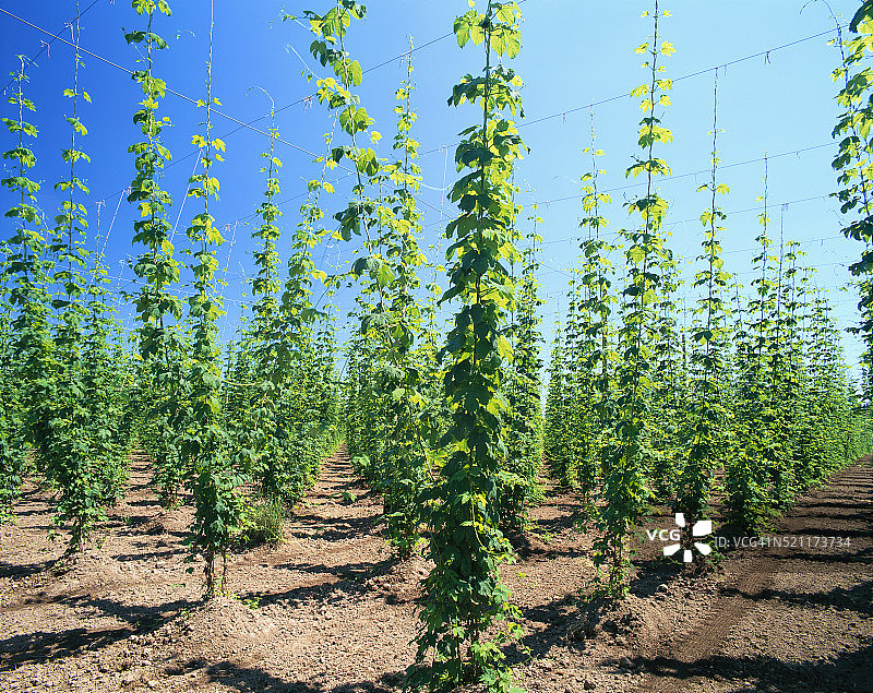 啤酒花田图片素材