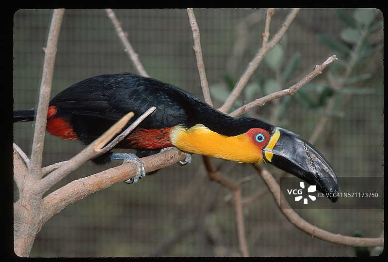 伸长脖子的红胸巨嘴鸟图片素材