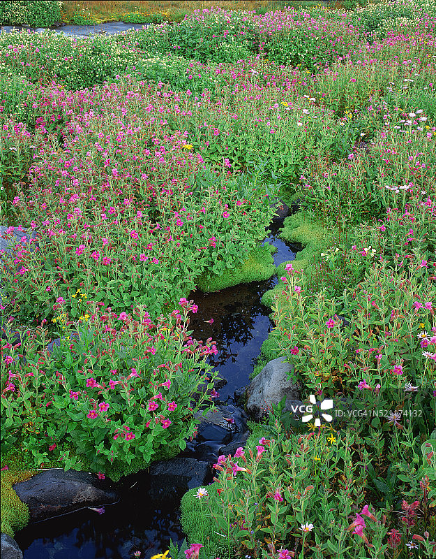 雷尼尔山国家公园天堂河沿岸粉色猴面花夏季盛开图片素材