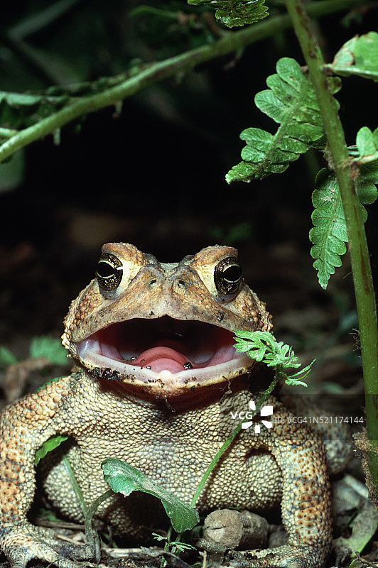 美洲蟾蜍张开嘴图片素材
