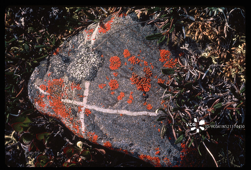 石英岩上与地衣垂直的纹理图片素材