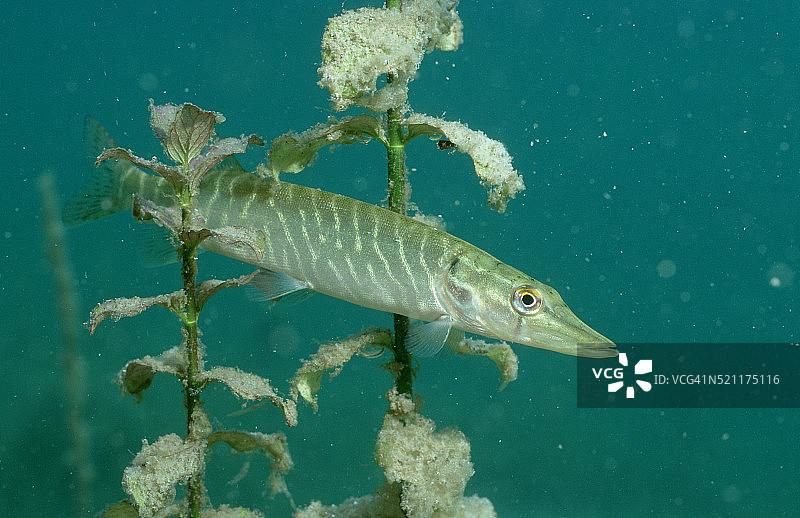 巴伐利亚白斑狗鱼图片素材