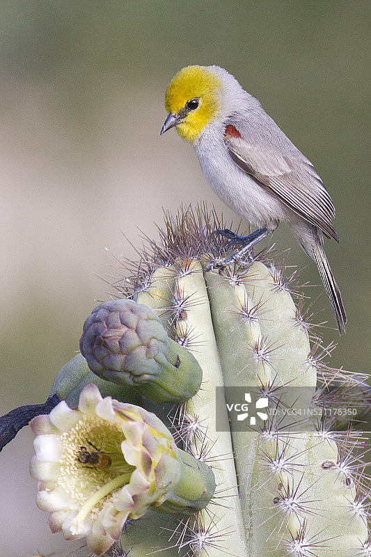栖息在仙人掌上的绿鹟图片素材