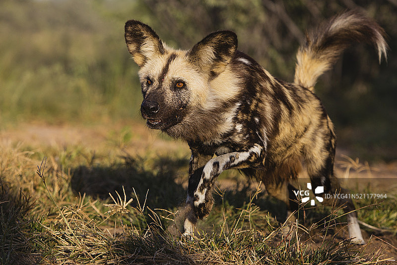 警惕而好奇的非洲野狗图片素材