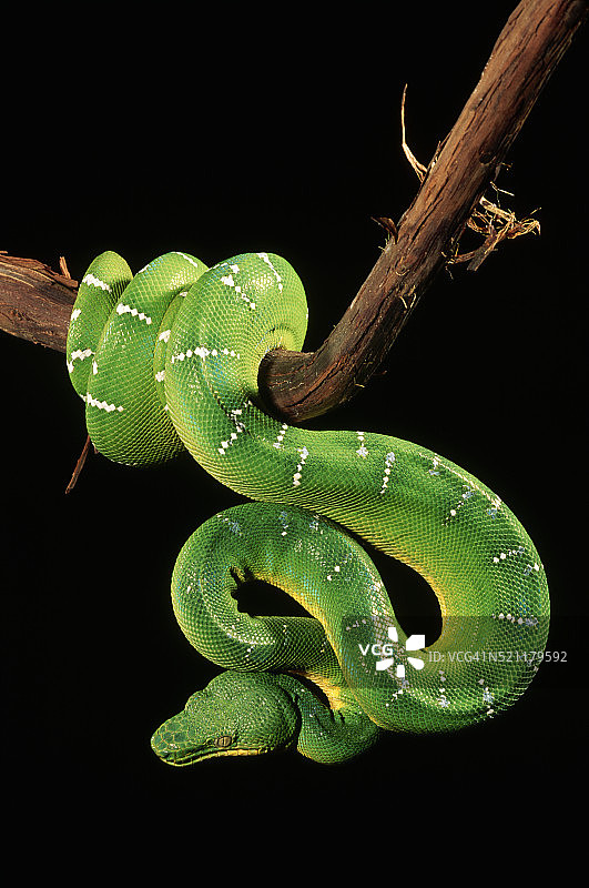 树枝上的翠绿树蟒图片素材