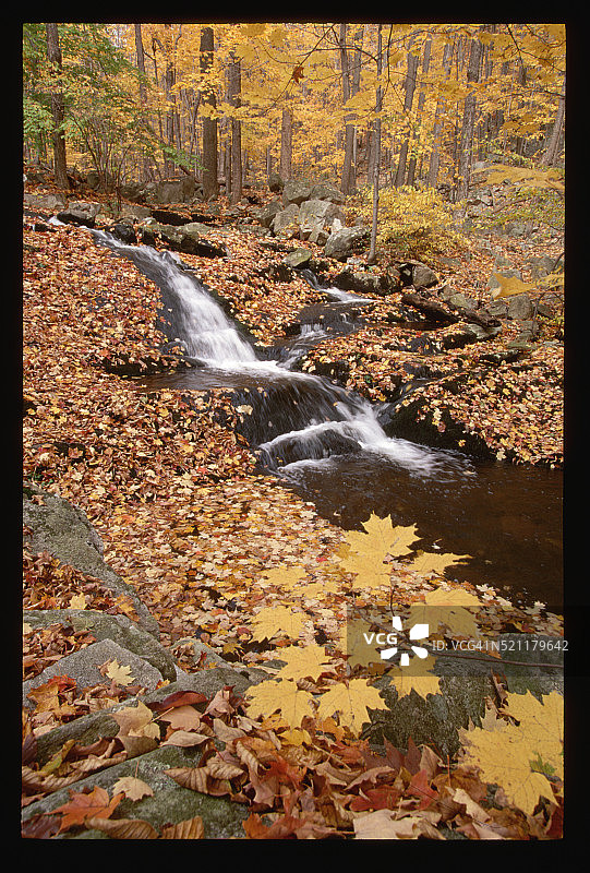 溪流旁的落叶图片素材
