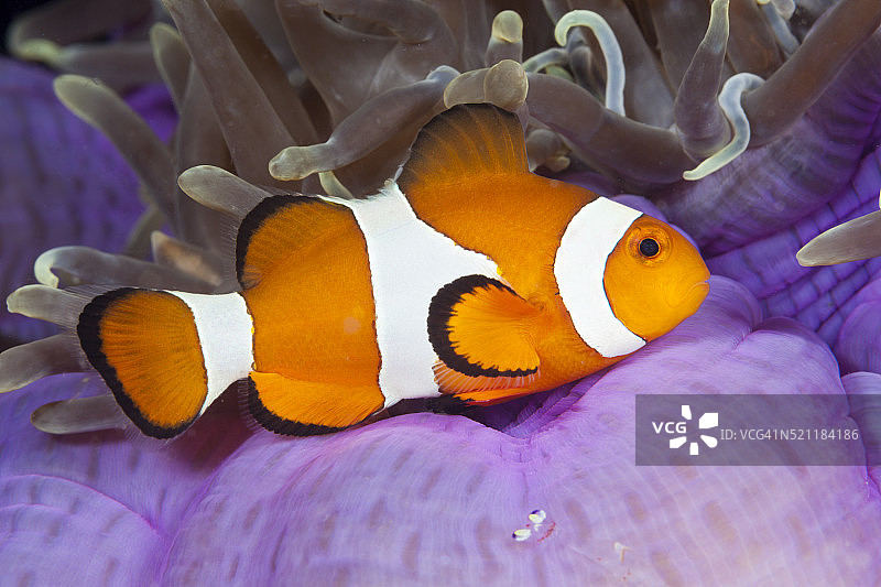 印度尼西亚的公子小丑鱼图片素材