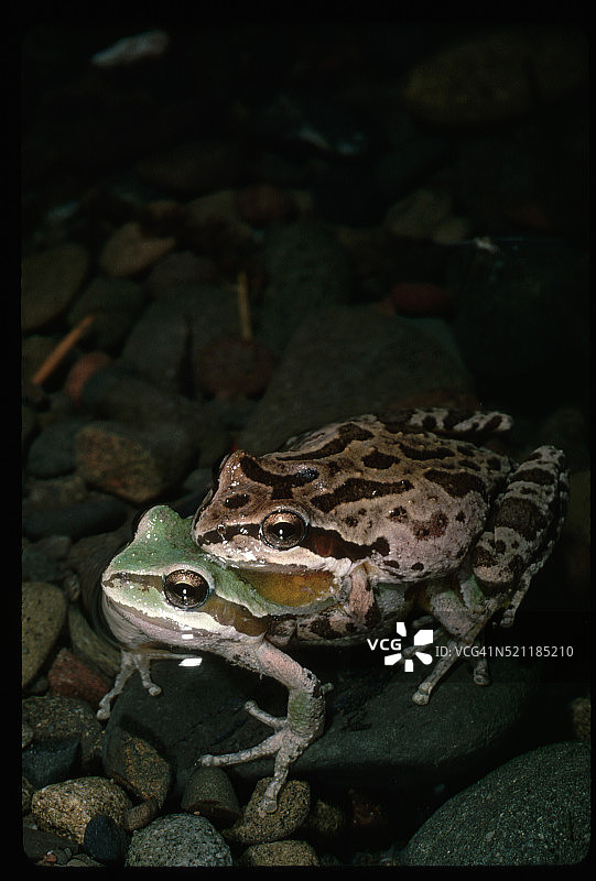 河中交配的两只太平洋树蛙图片素材
