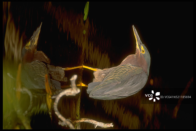 绿背鹭图片素材