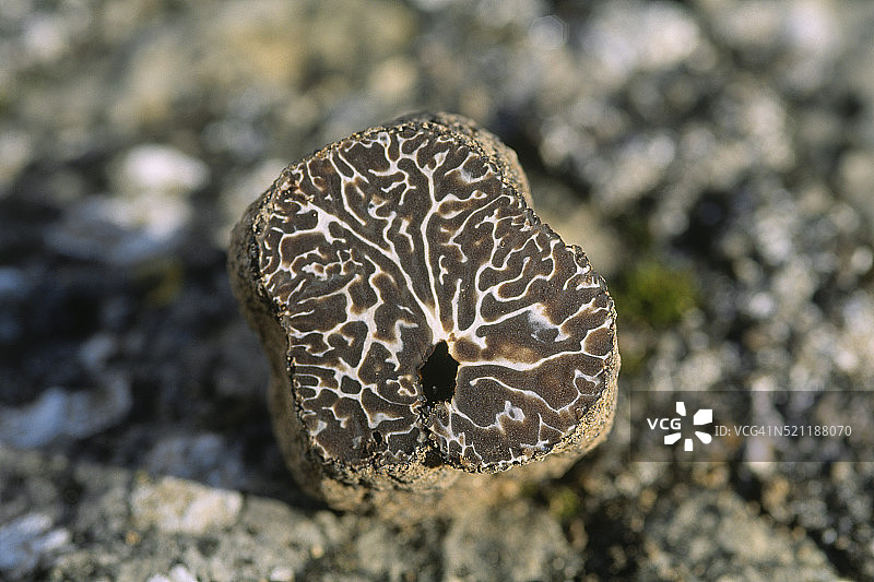 松露横截面图片素材