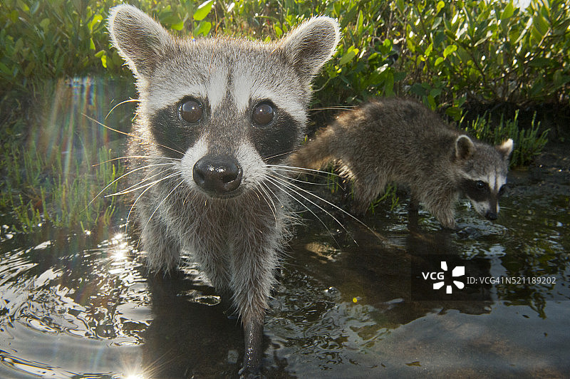 科苏梅尔岛小浣熊（极危物种，墨西哥）图片素材