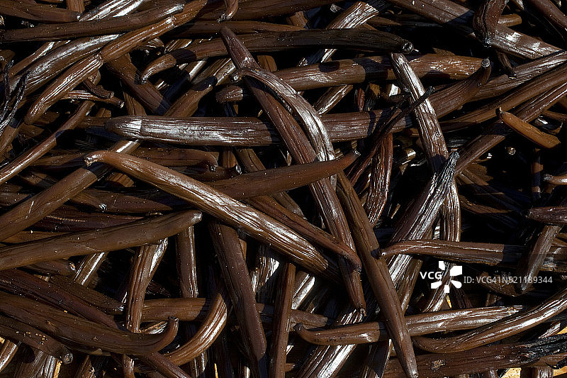 留尼汪岛大哈齐耶尔-圣苏珊的阳光下干燥的香草豆荚图片素材