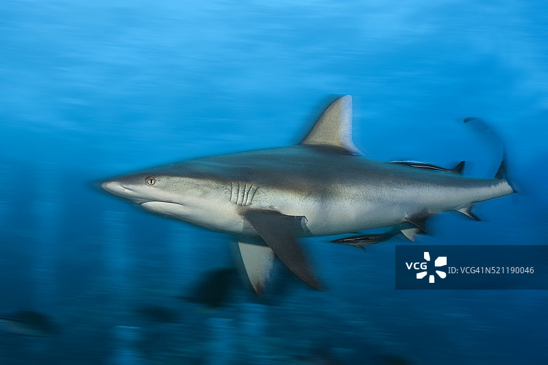 澳大利亚的灰礁鲨图片素材