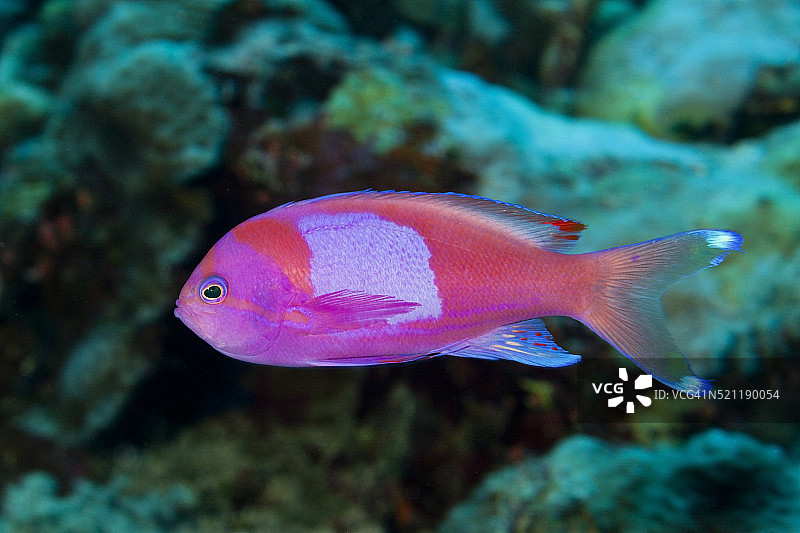 澳洲方斑花鮨图片素材