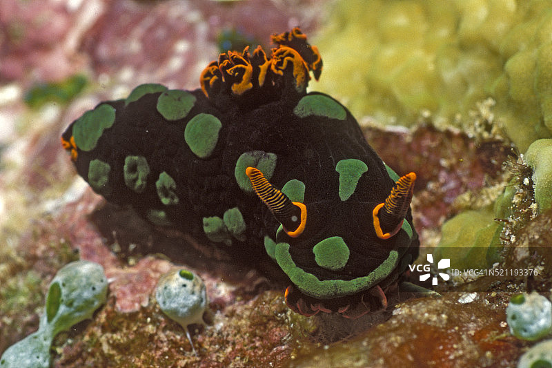 Nembrotha Tubaryana图片素材