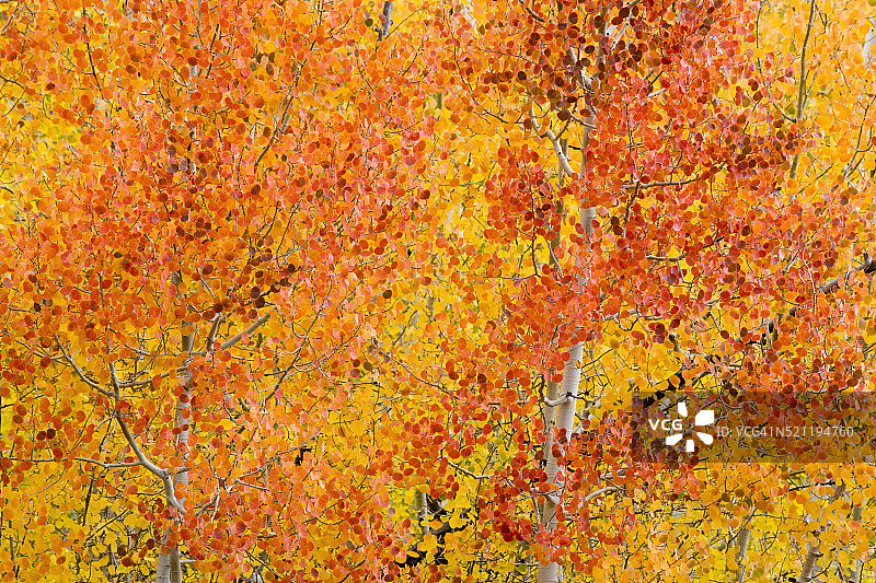 秋天的白杨树图片素材