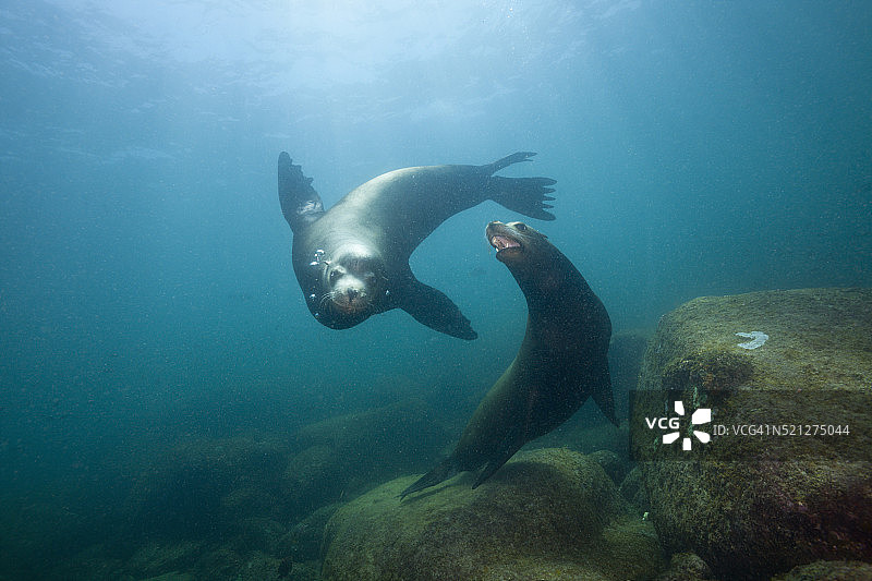 加州海狮图片素材