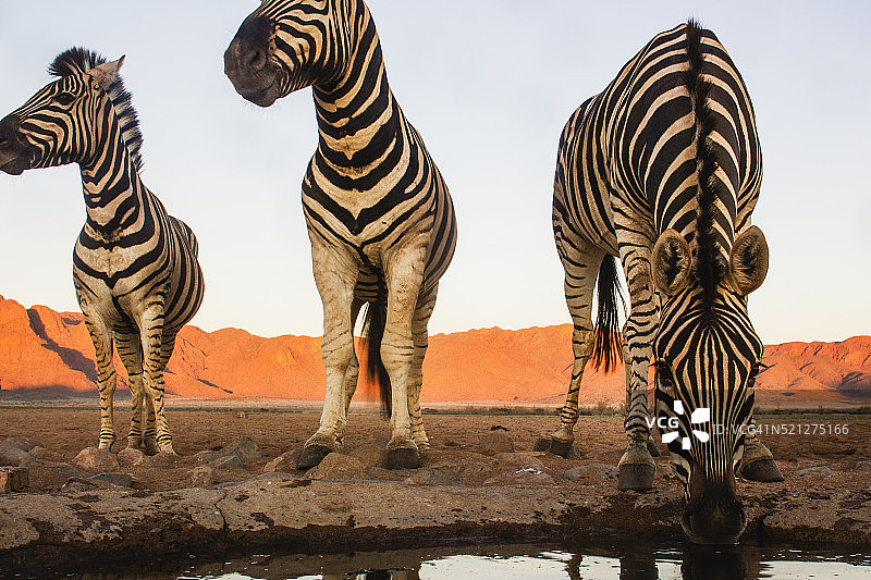 在纳米布沙漠饮水的布氏斑马图片素材