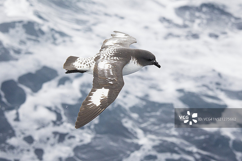 飞行中的海燕图片素材