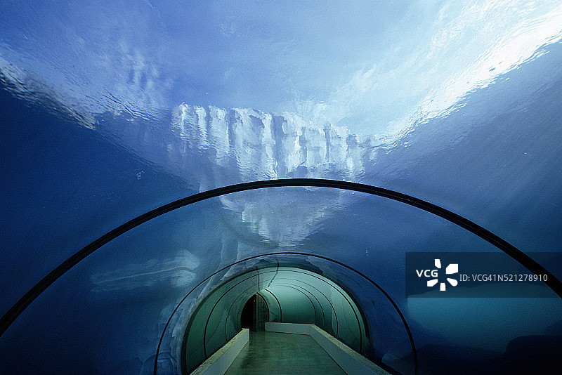 底特律动物园的北极熊观赏隧道图片素材