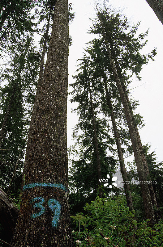 标记有选择性采伐编号的树木图片素材