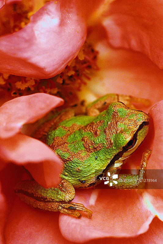 坐在玫瑰花上的太平洋树蛙图片素材