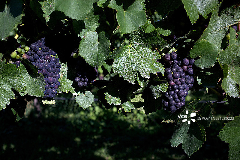 葡萄藤上的黑皮诺葡萄，马尔堡葡萄酒产区，布伦海姆，新西兰南岛图片素材