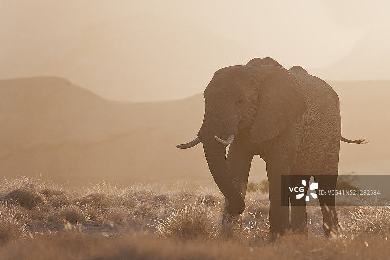 清晨阳光逆光下的沙漠象图片素材
