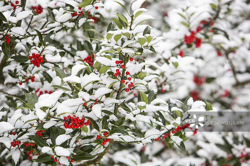 英国湖区安布尔赛德的冬青树和浆果图片素材