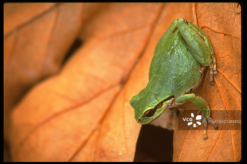 树蛙在树叶上图片素材