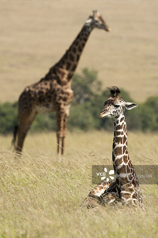 坐在稀树草原上的马赛长颈鹿图片素材