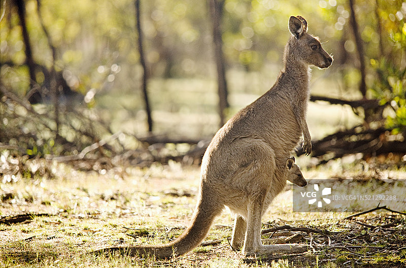 雌性袋鼠与幼崽图片素材