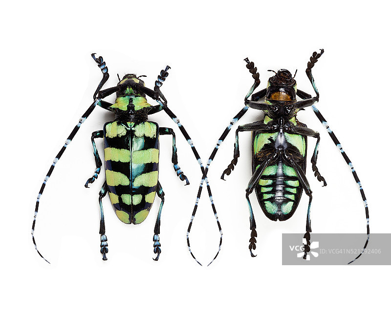 雄性星天牛宏观视图图片素材