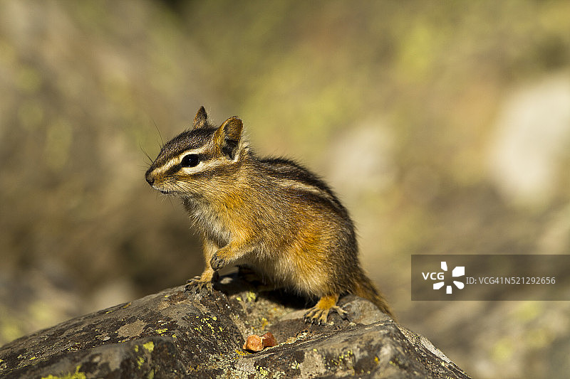 花栗鼠图片素材