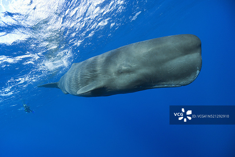 抹香鲸图片素材