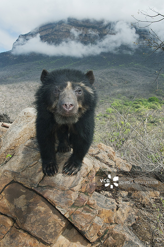 眼镜熊，秘鲁兰巴耶克省图片素材