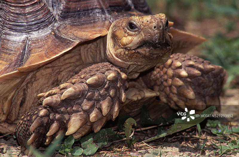 非洲盾臂龟的头部和前腿图片素材