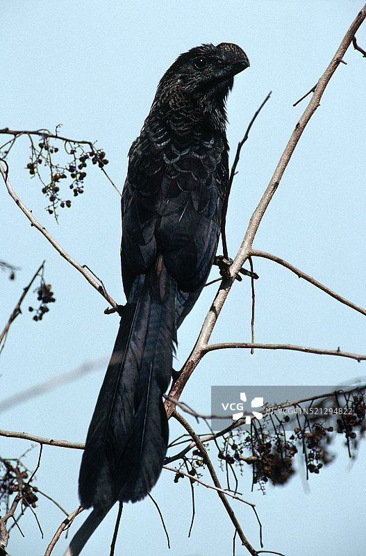 栖息在树上的滑嘴犀鹃图片素材