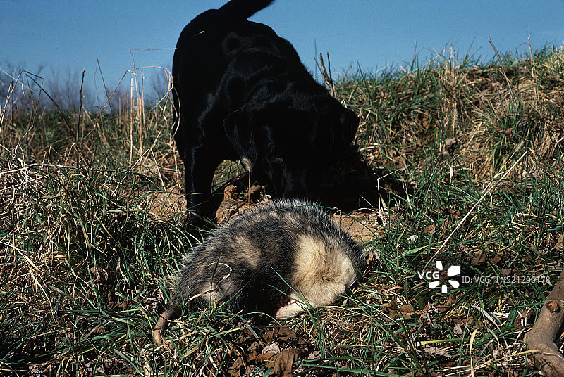 狗看着装死的负鼠图片素材