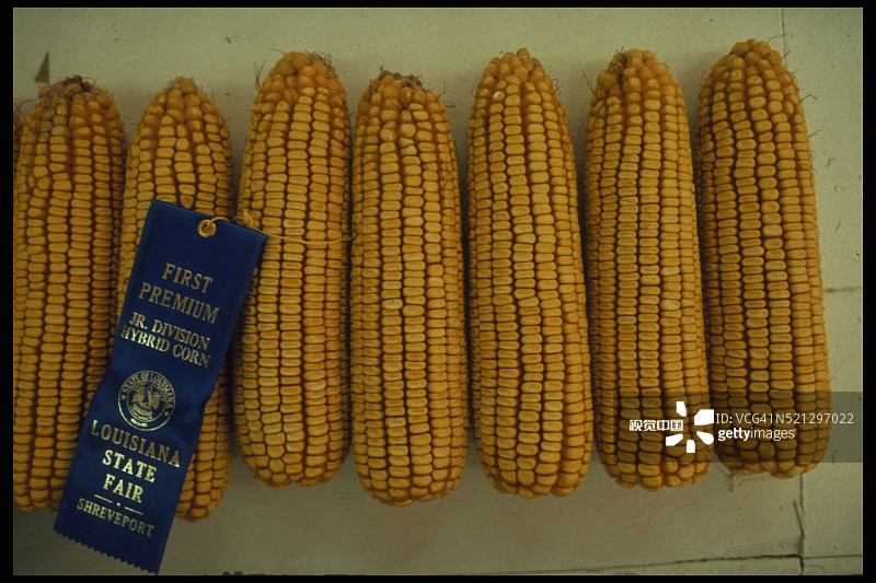州博览会上获奖的玉米图片素材