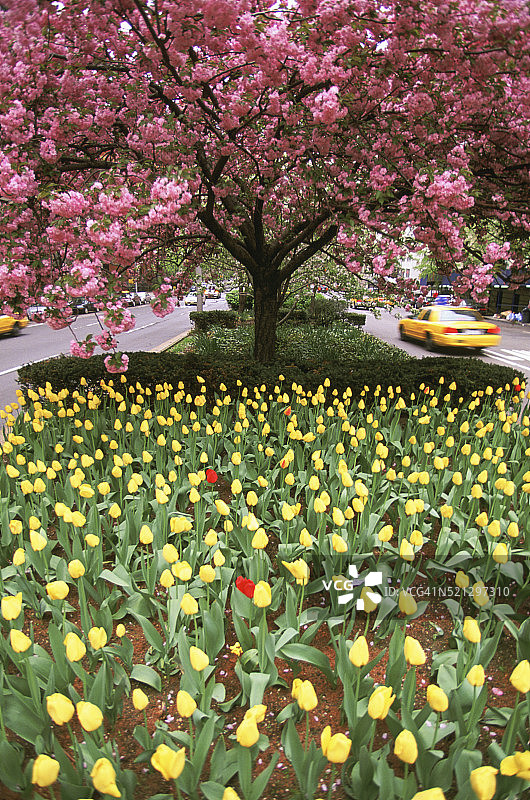 公园大道上的春季郁金香和樱花图片素材