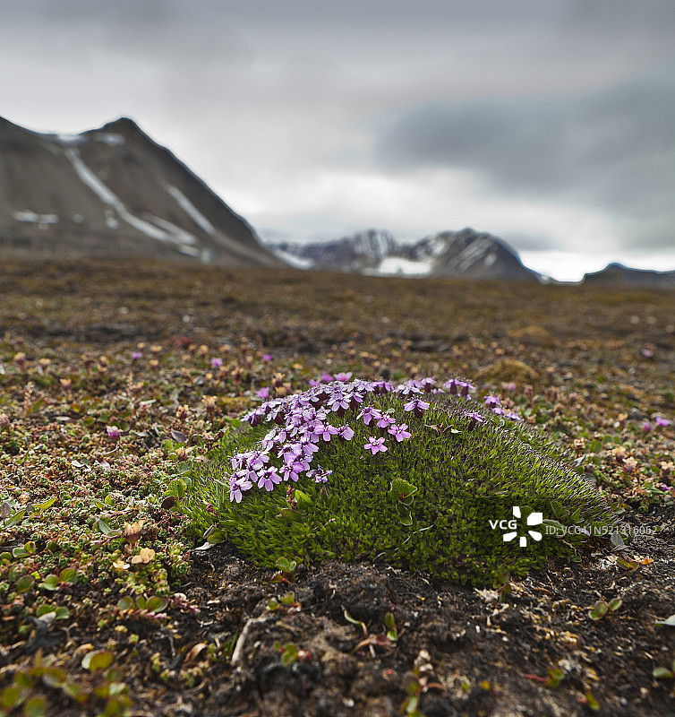 挪威斯匹次卑尔根群岛藓状女娄菜野生花图片素材