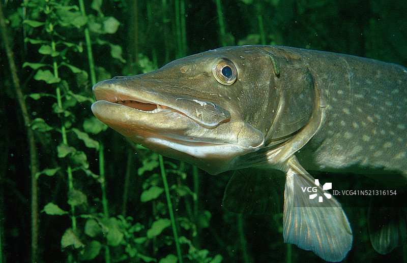 梭子鱼头部图片素材