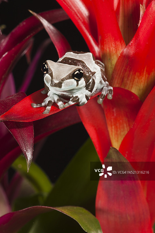 亚马逊牛奶蛙图片素材