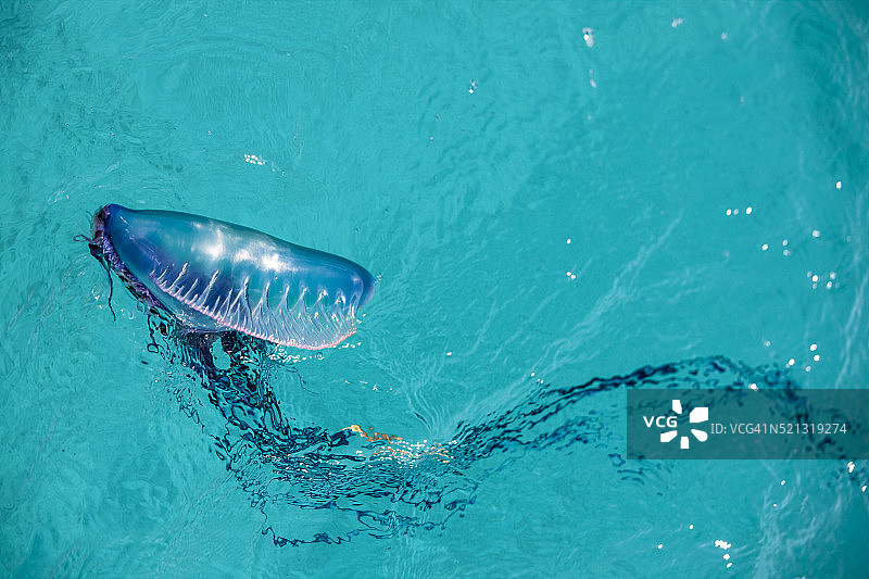 被风吹动的葡萄牙战舰水母气泡(Physalia physalis)图片素材